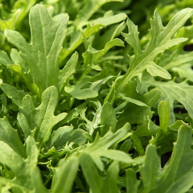 Roter Rucola 'Golden Streak'