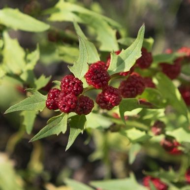 Echter Erdbeerspinat 'Strawberry Sticks'