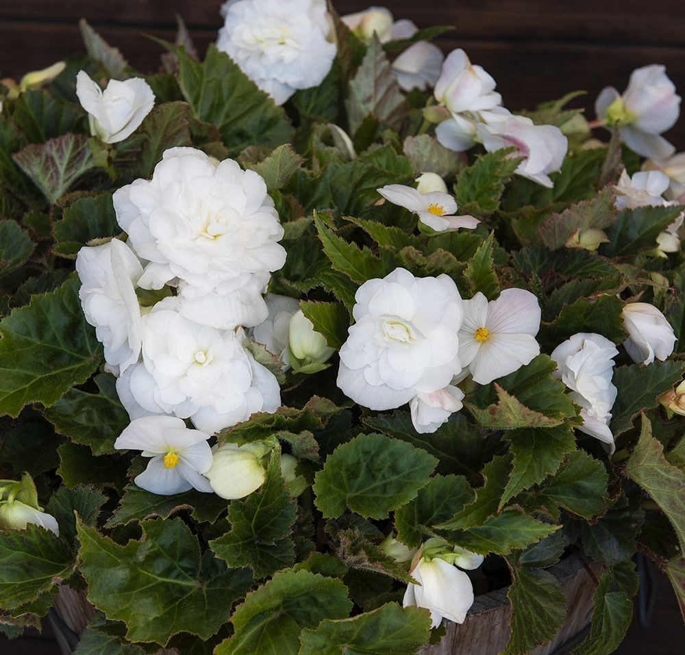 Knollenbegonien F1 'Fortune White' | Samen - Einjährige Blumen ...