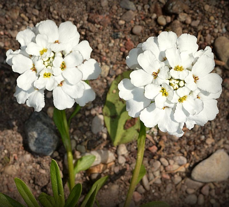 Immergrüne Schleifenblume 'Snowflake' Samen Stauden Impecta Fröhandel