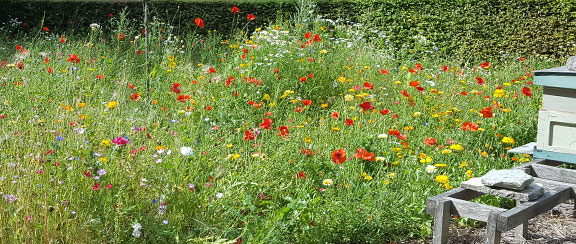 Blandade sommarblommor