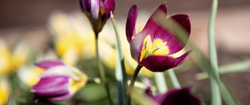 Botanische Tulpen