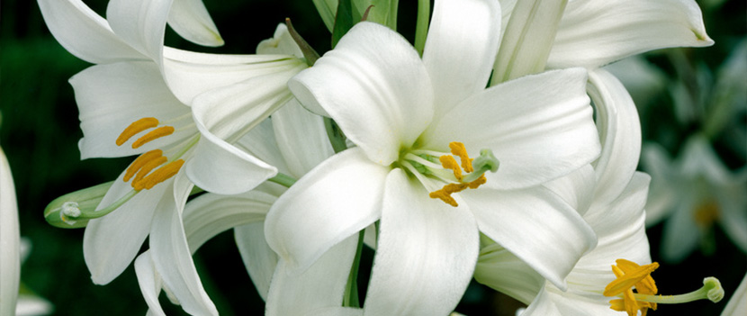 Zwiebeln für Lilien