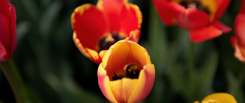 Tulpen