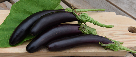 Samen für Aubergine und Eierpflanze