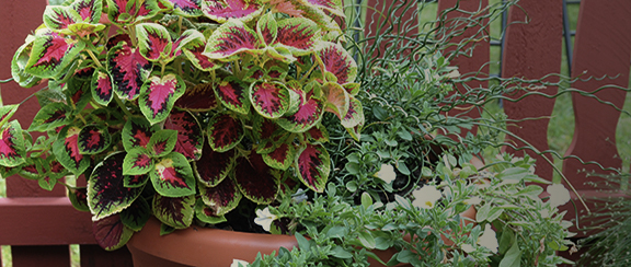 Blattpflanzen im Topf - tragen zu einer besseren Innenraumumgebung bei