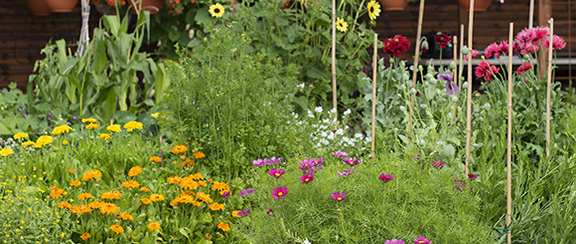 Sammlung von Samen in Blumengeschlechter - Schwedisch und Latein