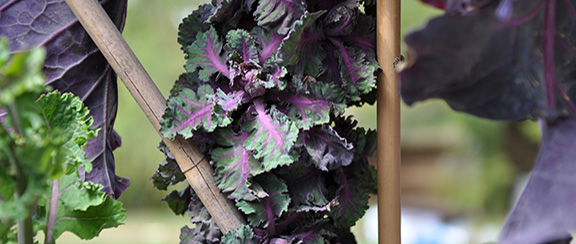 Samen für Rosenkohl