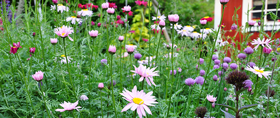 Samen für einjährige Beetblumen