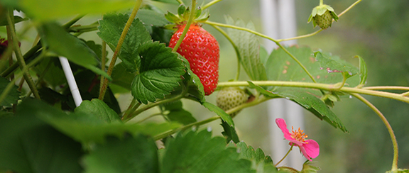 Samen für Erdbeeren