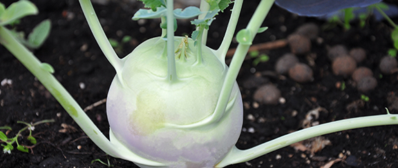 Samen für Kohlrabi