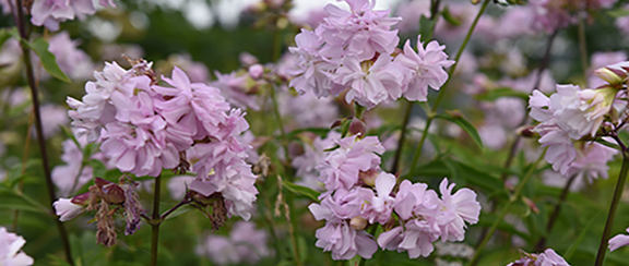 Nordische Wildblumen - geeignet für Naturgrundstücke und Wiesen