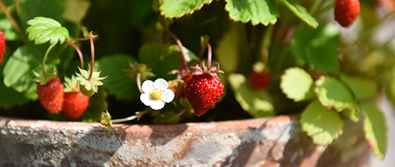 Samen für Erdbeeren