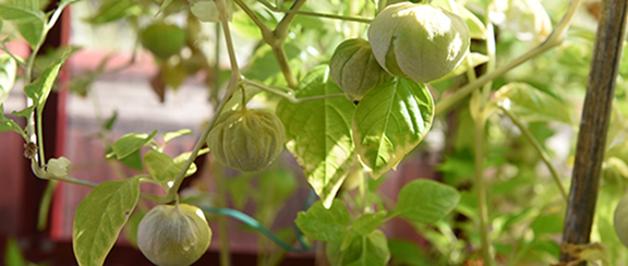 Samen für Tomatillo