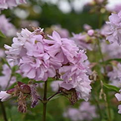 Wildblumen