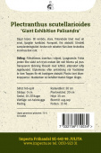 Buntnessel 'Giant Exhibition Palisandra'