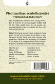 Buntnessel 'Premium Sun Ruby Heart'