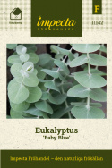 Eukalyptus 'Baby Blue', Schöne und duftende silbergraue, runde Blätter, auf geraden Zweigen.
