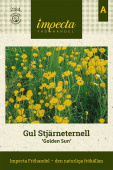 Schoenia filifolia ’Golden Sun'