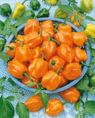 Chili 'Habanero Orange'