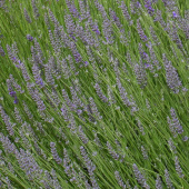 Gewürz-Lavendel 