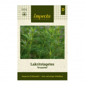 Lakritz-Tagetes 'Dropshot'