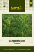 Lakritz-Tagetes 'Dropshot'
