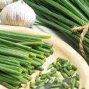 Schnittlauch 'Pražská', Traditionelles Würzkraut . Früh und schnellwachsend mit feinen, dünnen und hellgrünen Blättern.