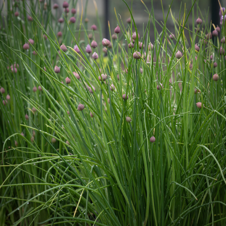 Schnittlauch 'Pražská', Traditionelles Würzkraut . Früh und schnellwachsend mit feinen, dünnen und hellgrünen Blättern.