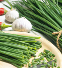 Schnittlauch 'Pražská', Traditionelles Würzkraut . Früh und schnellwachsend mit feinen, dünnen und hellgrünen Blättern.