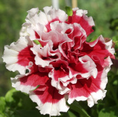 Großblütige Petunie 'Pirouette Soft Red & White'