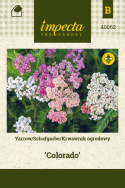 Schafgarbe 'Colorado'