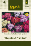 Schafgarbe 'Flowerburst Fruit Bowl'