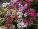 Schafgarbe 'Flowerburst Fruit Bowl'