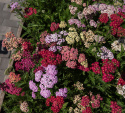 Schafgarbe 'Flowerburst Fruit Bowl'