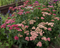 Schafgarbe 'Flowerburst Fruit Bowl'