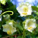 Glockenrebe Weiß 'Cathedral Bells'