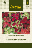 Buntnessel 'Masterblend Rainbow'