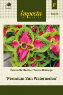 Buntnessel 'Premium Sun Watermelon'