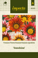 Gazanie 'Sunshine'