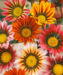 Gazanie 'Sunshine'