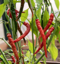 Chili 'Cayenne Long Slim'