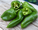 Chili 'Padron'