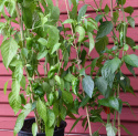 Chili 'Padron'