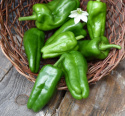 Chili 'Padron'