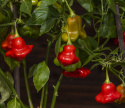 Chili 'Nepalese Bell'