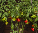 Chili 'Nepalese Bell'