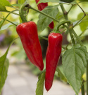 Chili 'Gorria'