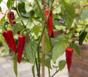 Chili 'Gorria'