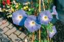 Prunkwinde 'Heavenly Blue'